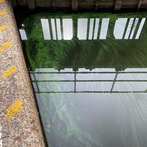 Bluegreenalgae