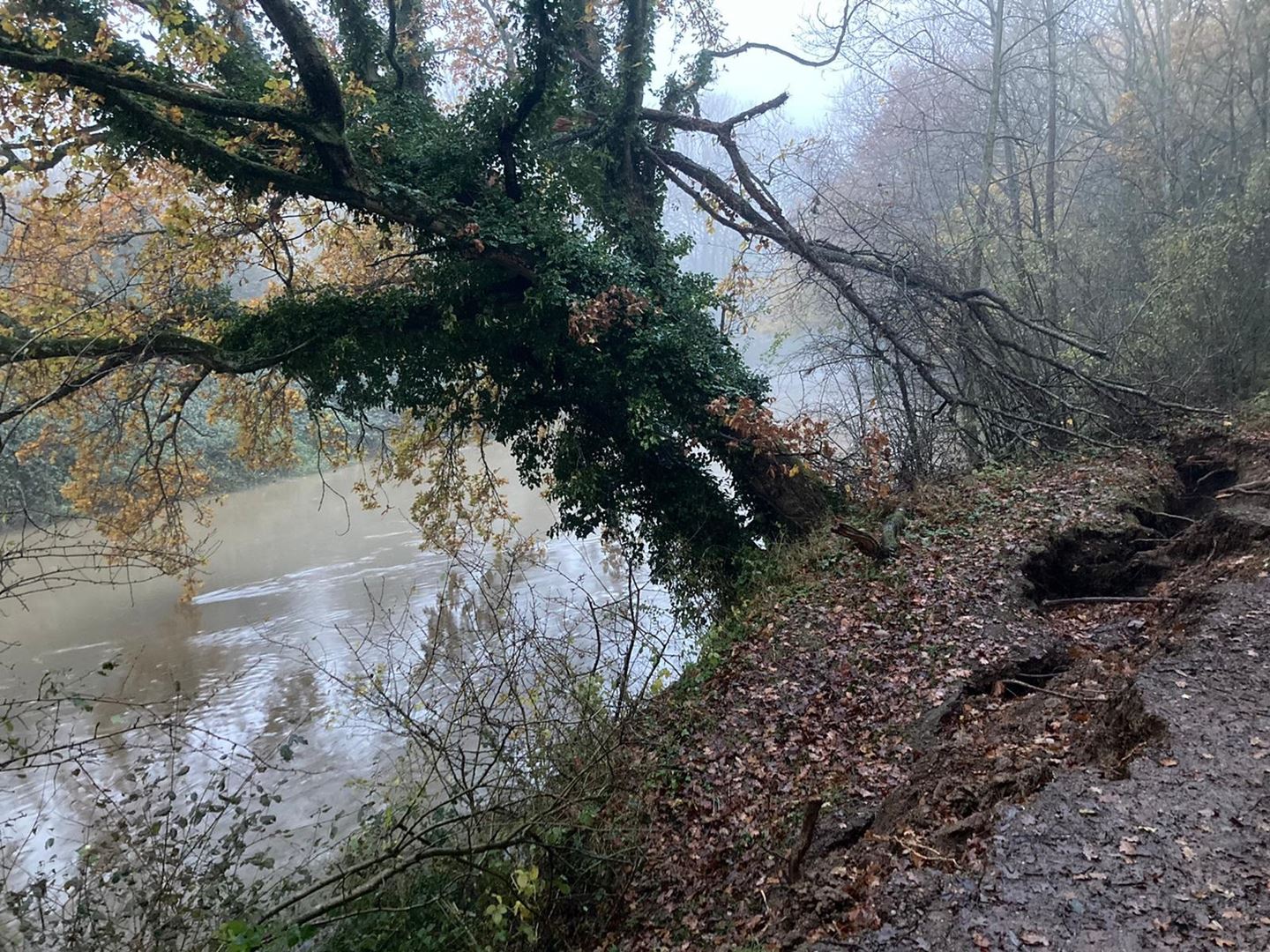 TREEDOWN DEC22