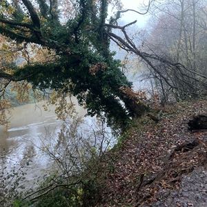 TREEDOWN DEC22