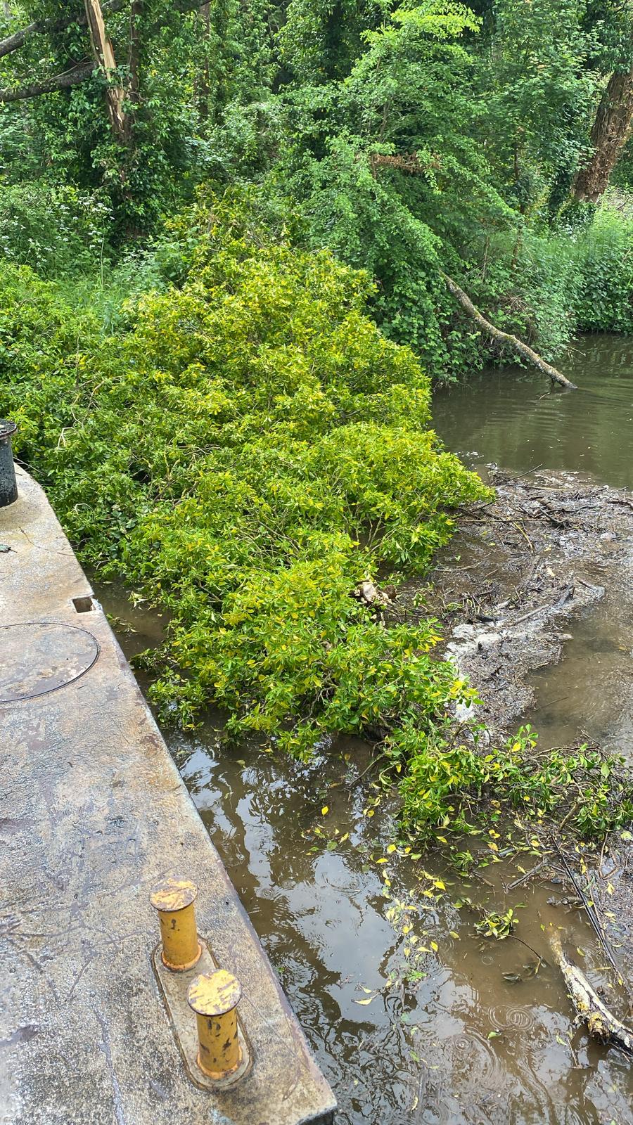 2 Oak Weir Tree Clearance